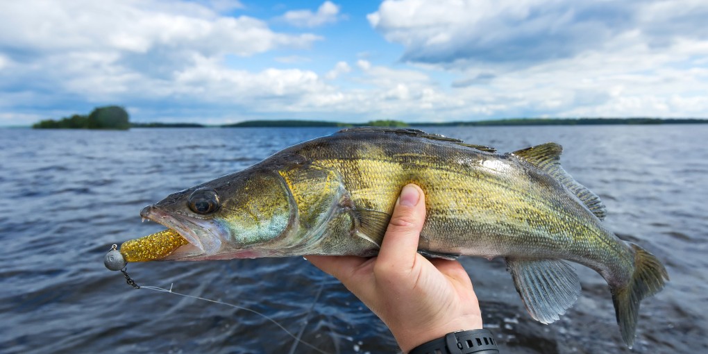 best lures for walleye