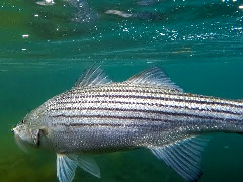 The Secret Life Of Stripers On The Water