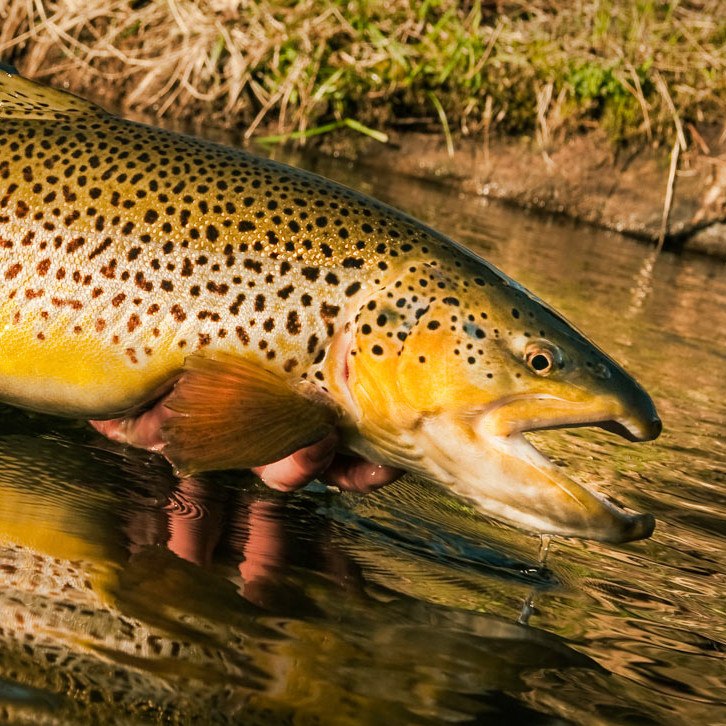 5 Ways to Catch More Trout | Trout Fishing Tips